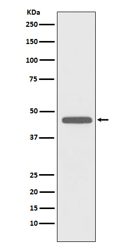 CD83 Ab