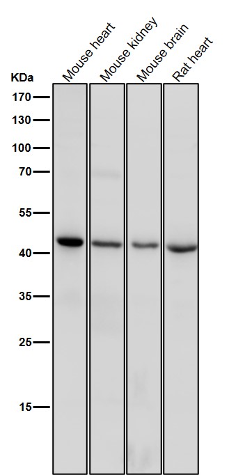 CD83 Ab