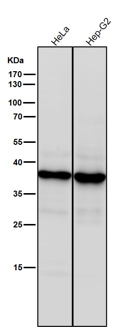 CD83 Ab