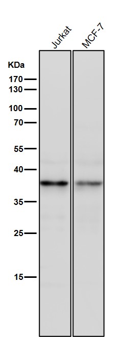 CD83 Ab