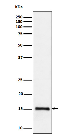 DiMethyl-Histone H3 (K80) Ab