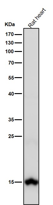 DiMethyl-Histone H3 (K80) Ab