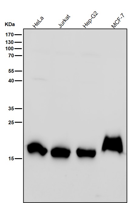 DiMethyl-Histone H3 (K80) Ab