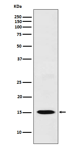 CXCL11 Ab