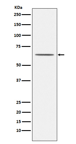 Reticulon 4 receptor Ab