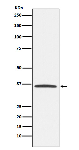 E2F6 Ab