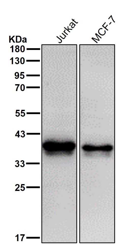 E2F6 Ab