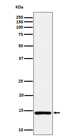 MonoMethyl-Histone H2A (K118) Ab