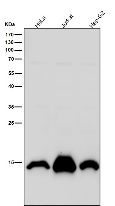 MonoMethyl-Histone H2A (K118) Ab