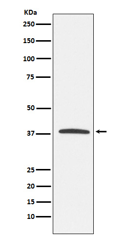 KLRG1 Ab