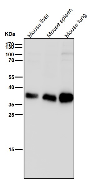 KLRG1 Ab