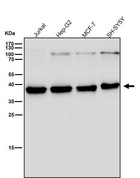 KLRG1 Ab