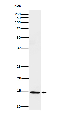 Formyl-Histone H2B type 2E (K117) Ab