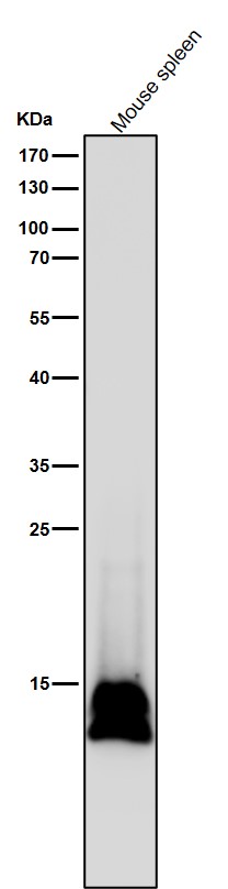 Formyl-Histone H2B type 2E (K117) Ab