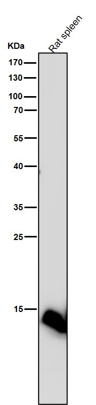 Formyl-Histone H2B type 2E (K117) Ab