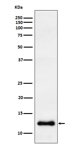 CCL23 Ab