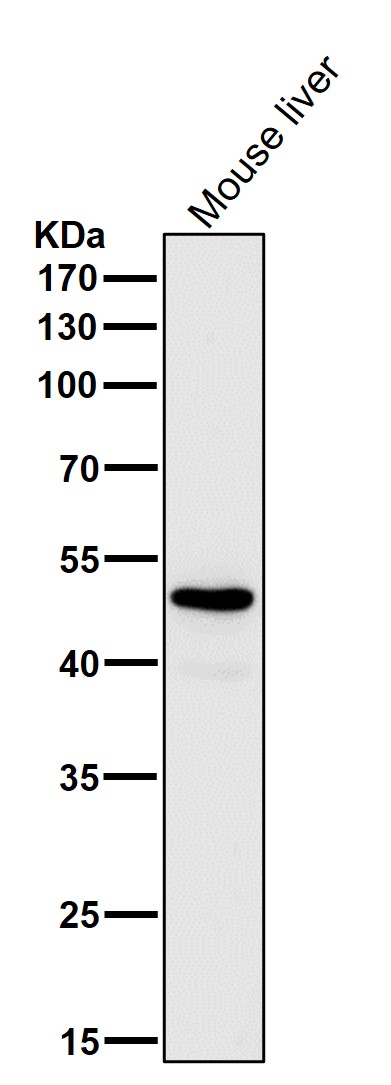 Glutamate dehydrogenase 1 Ab