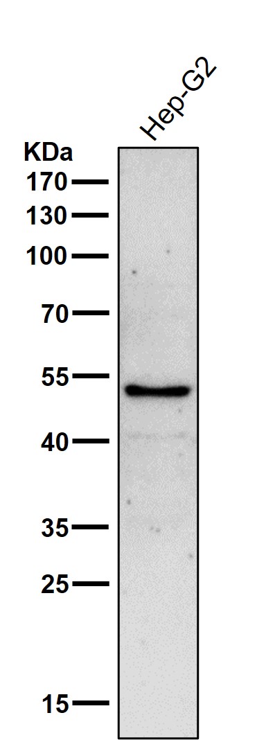 Glutamate dehydrogenase 1 Ab