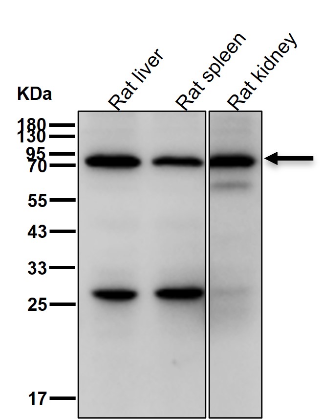 ALOX12 Ab