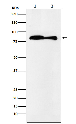 VPS35 Ab