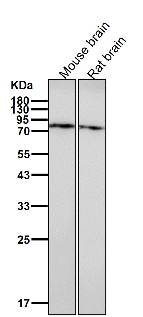 VPS35 Ab