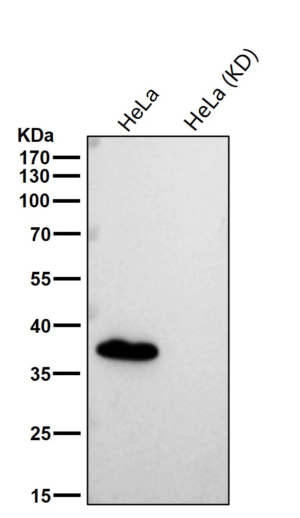 AKR1C1/2 Ab