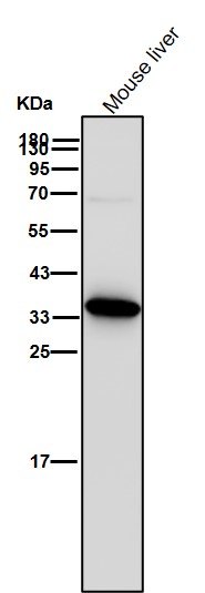 AKR1C1/2 Ab