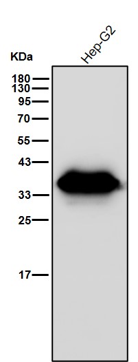 AKR1C1/2 Ab