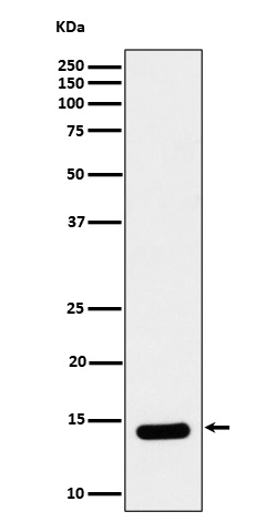 Crotonyl-Histone H2B type 2E (K12) Ab