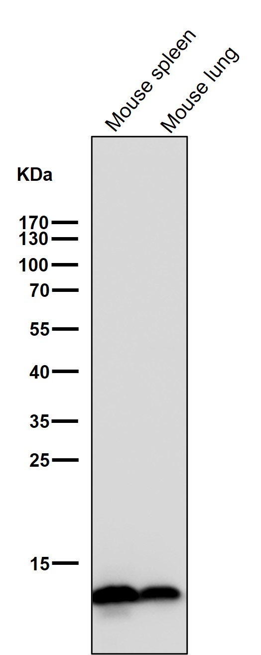 Crotonyl-Histone H2B type 2E (K12) Ab