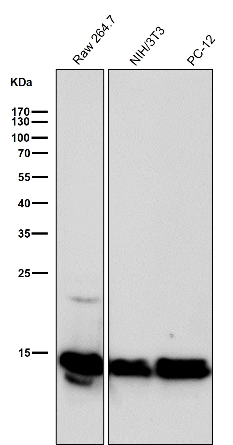 Crotonyl-Histone H2B type 2E (K12) Ab