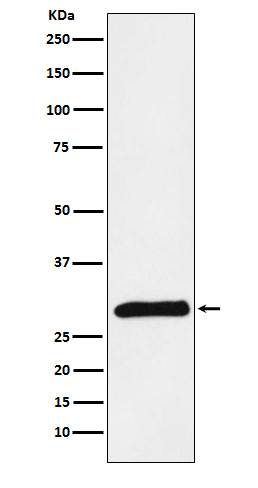 Trypsin 2 Ab