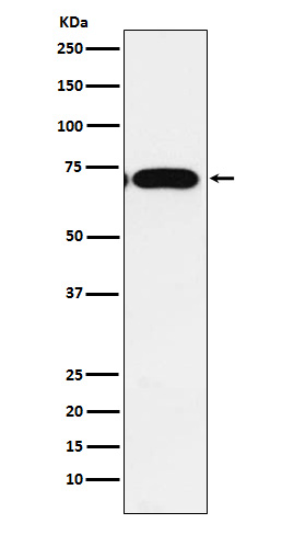 CPEB1 Ab