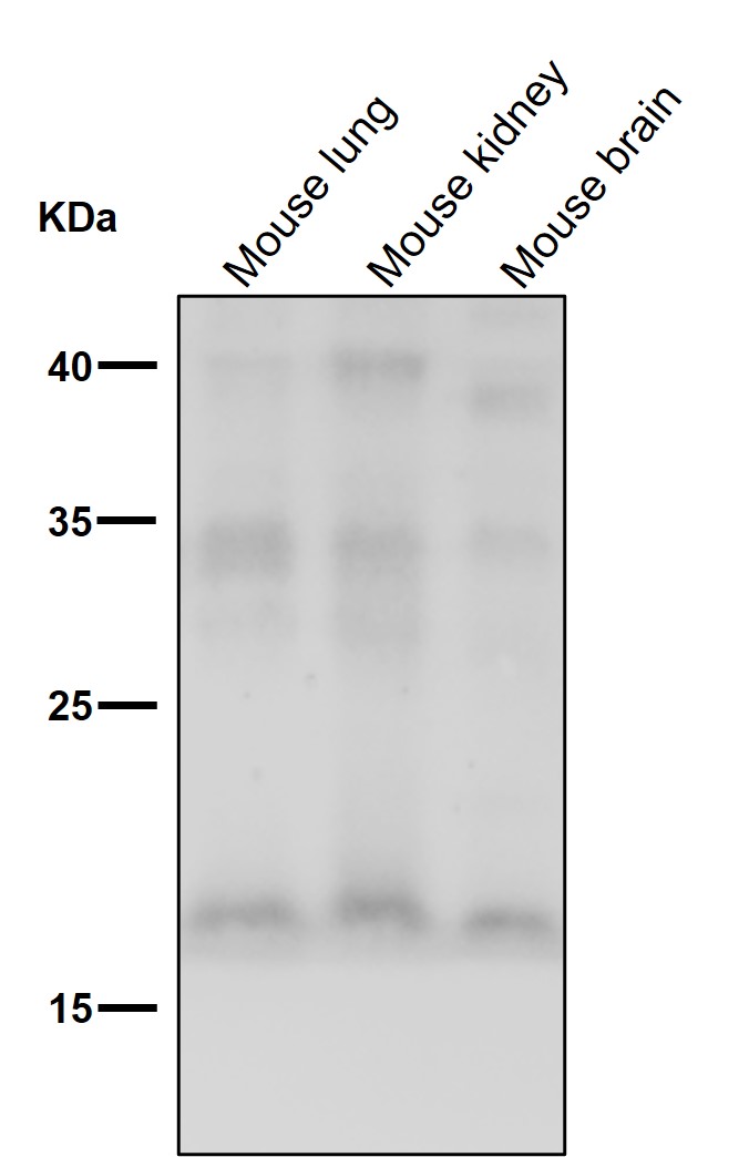 FGF1 Ab