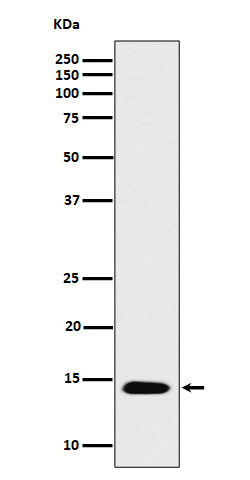 Acetyl-Histone H2B type 2E (K16) Ab