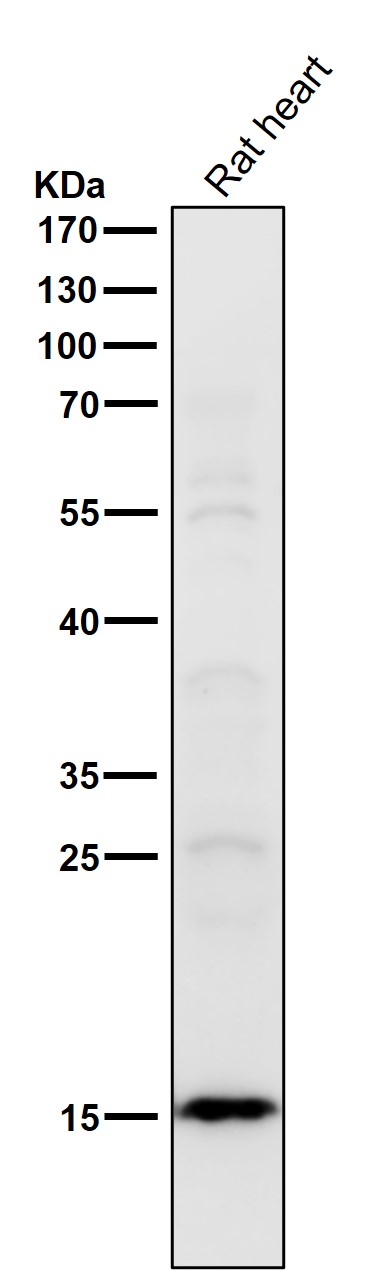 Acetyl-Histone H2B type 2E (K16) Ab