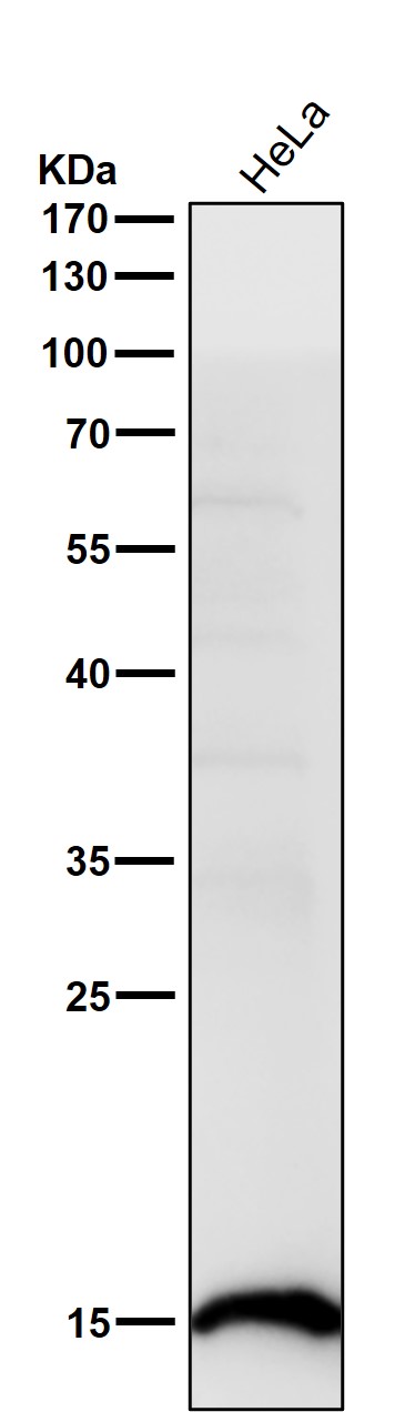 Acetyl-Histone H2B type 2E (K16) Ab