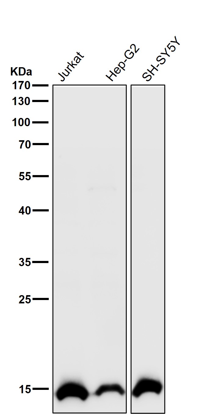 Acetyl-Histone H2B type 2E (K16) Ab