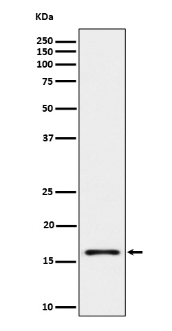 IBA1 Ab