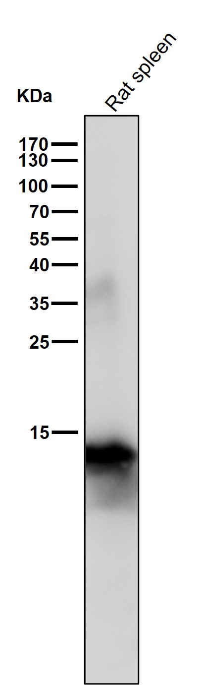 IBA1 Ab