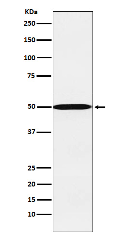 Cytochrome P450 26A1 Ab