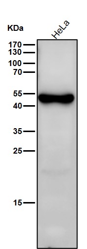 Cytochrome P450 26A1 Ab