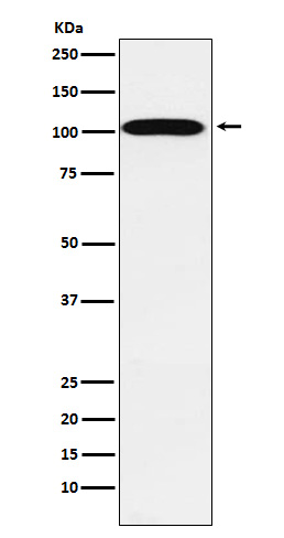 ATP1A2 Ab