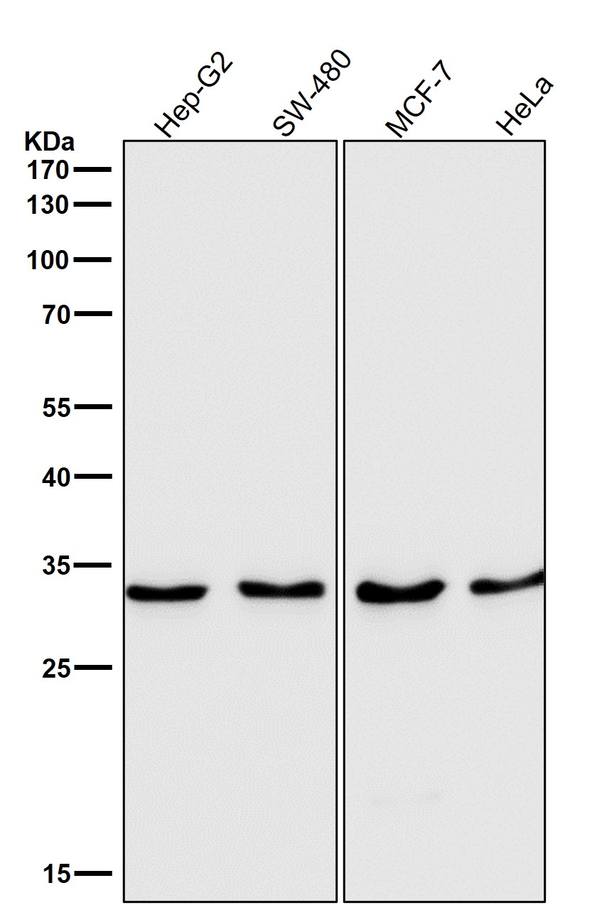 IBP 7 Ab