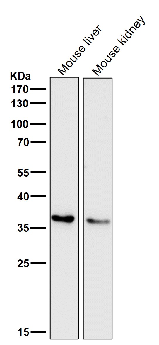 IBP 7 Ab