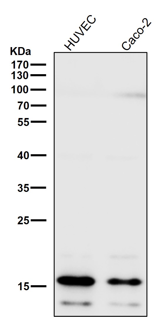 Uteroglobin Ab