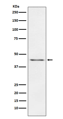 Carboxypeptidase A1/A2/B Ab