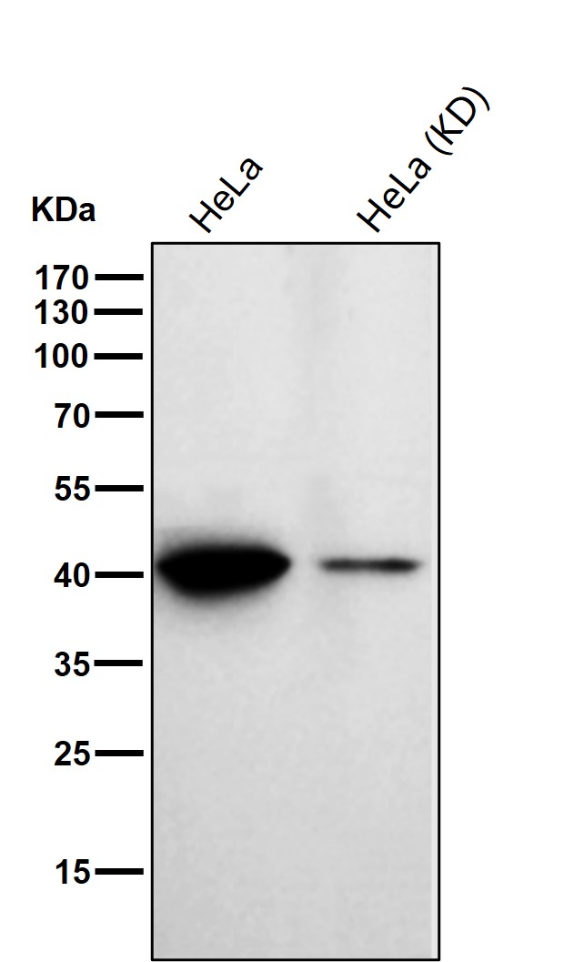 Septin 2 Ab