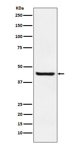 Septin 2 Ab