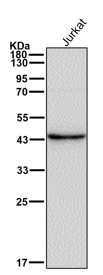 Septin 2 Ab